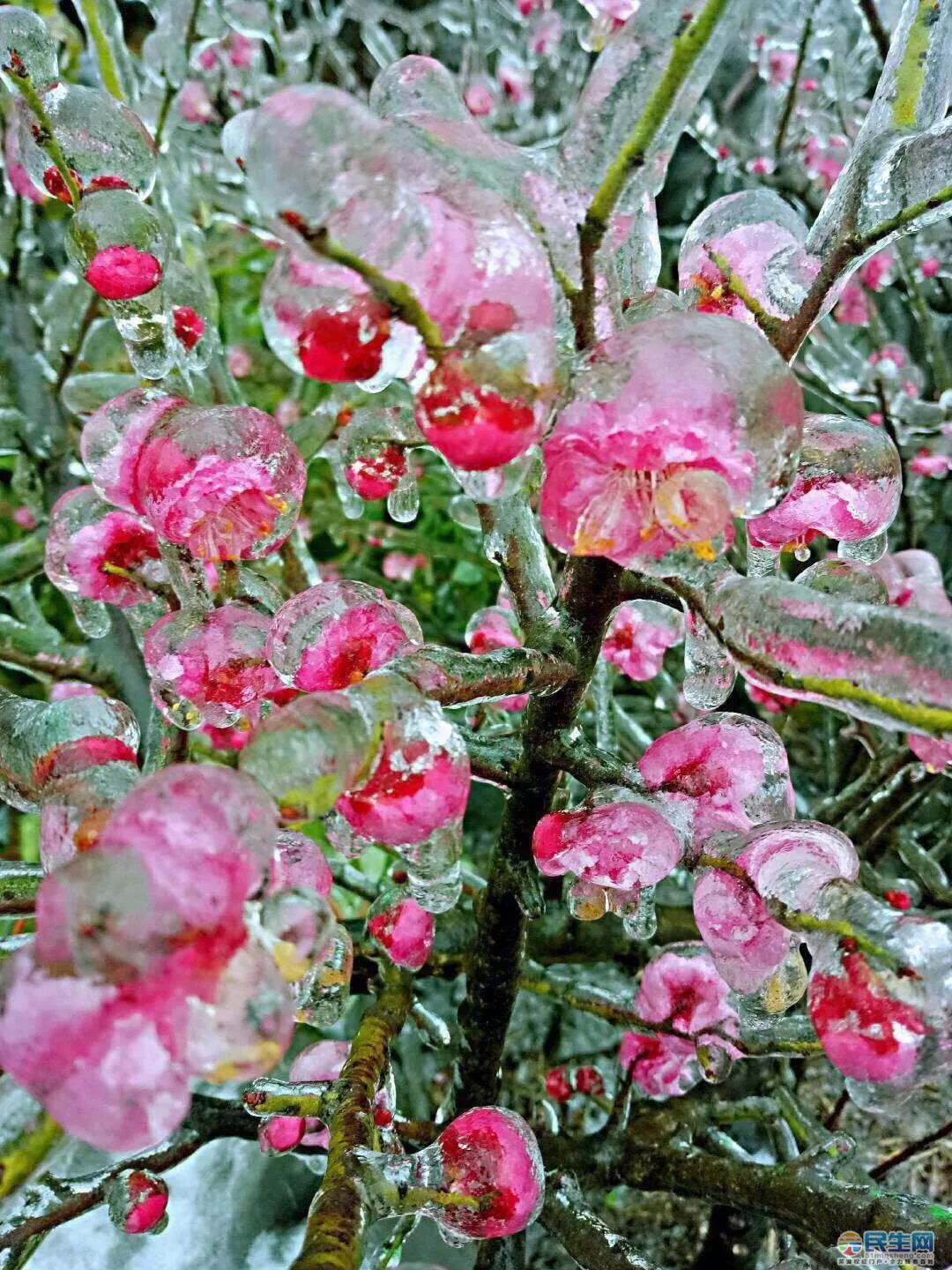 一年一度赏梅花季节到,芜湖这里梅花美到窒息,一定要去看看!