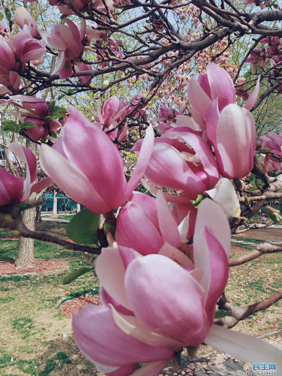 春天里的玉兰花神山公园