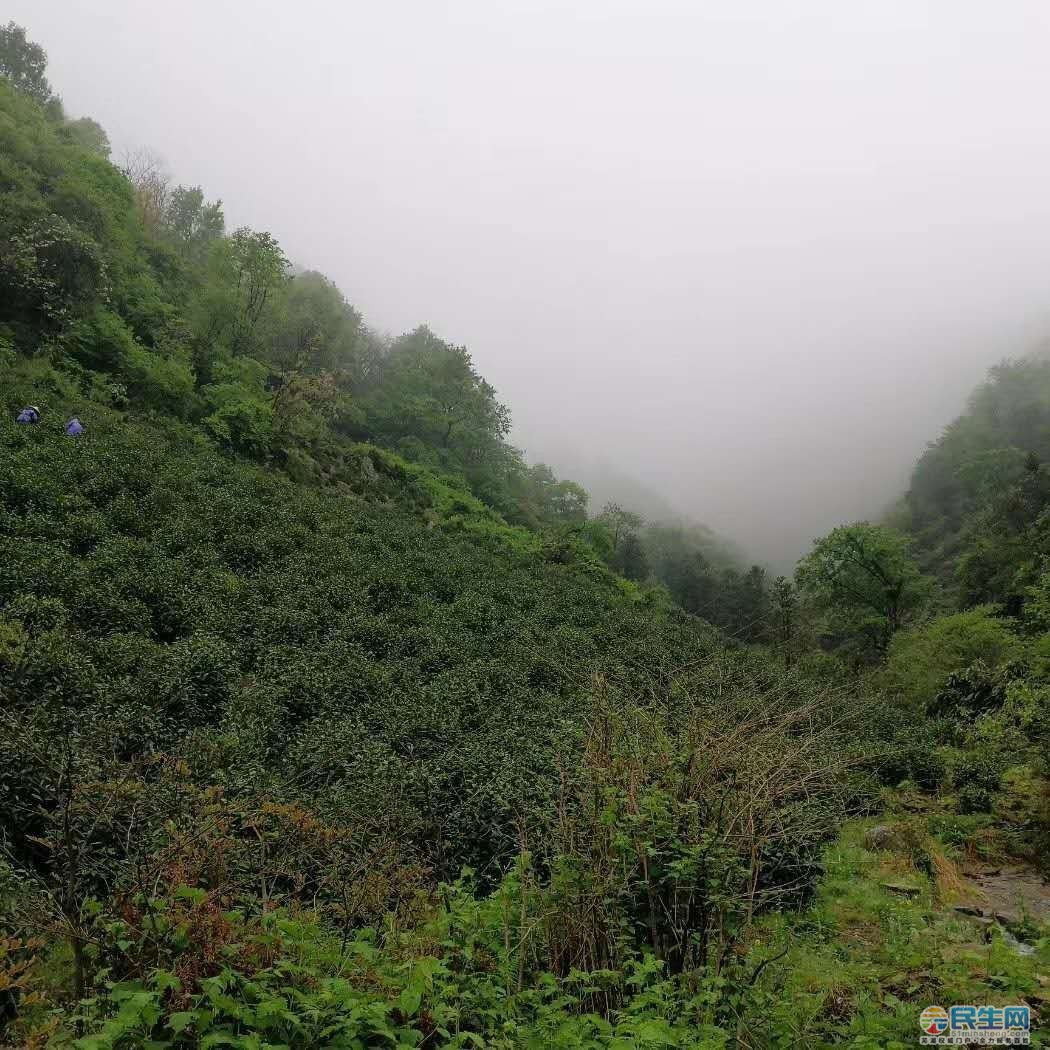 宣城溪口高山茶