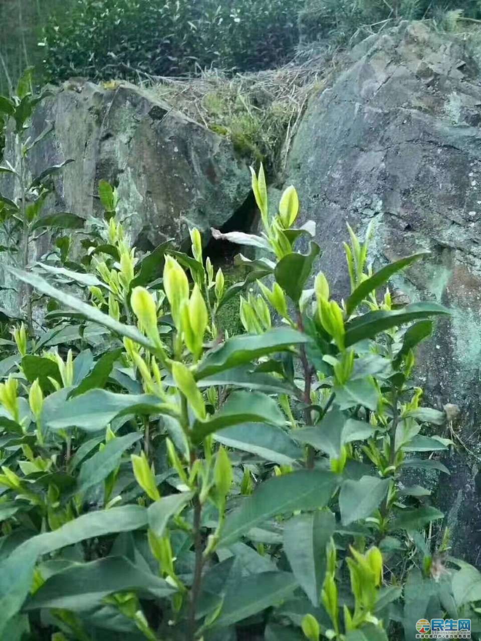 宣城溪口高山茶