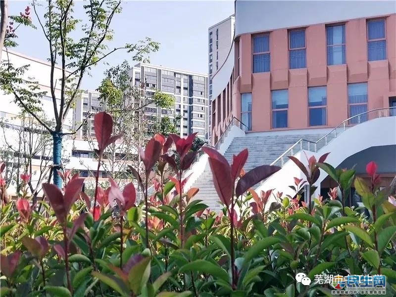 芜湖市中江中学开学时间已出:家长办理入学,学生不必前往