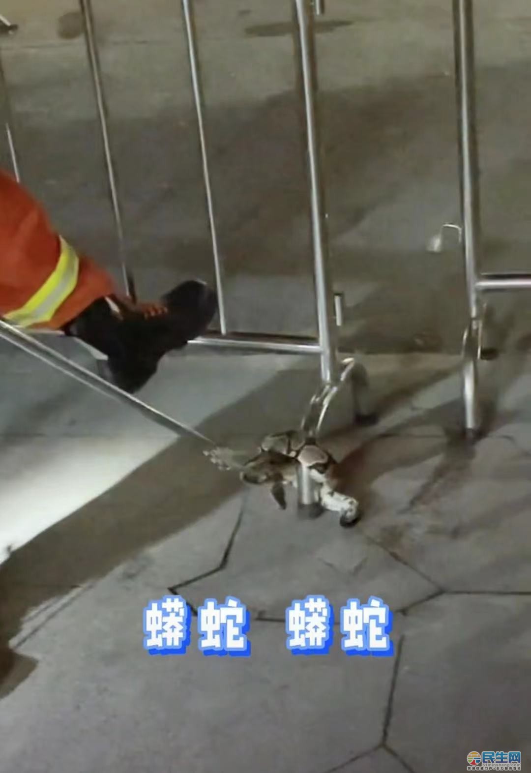 芜湖一商场附近惊现蟒蛇,缠绕在栏杆上!市区出现实属罕见