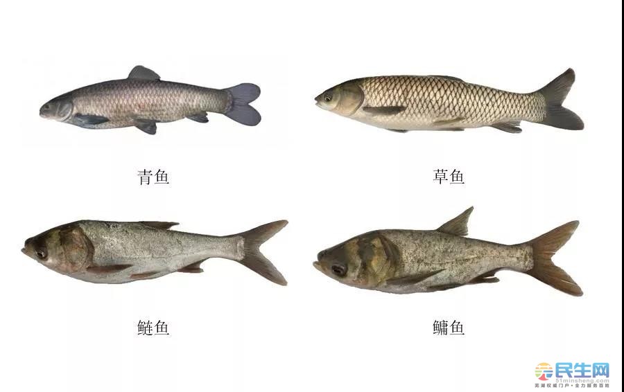 长江鱼种大全图片
