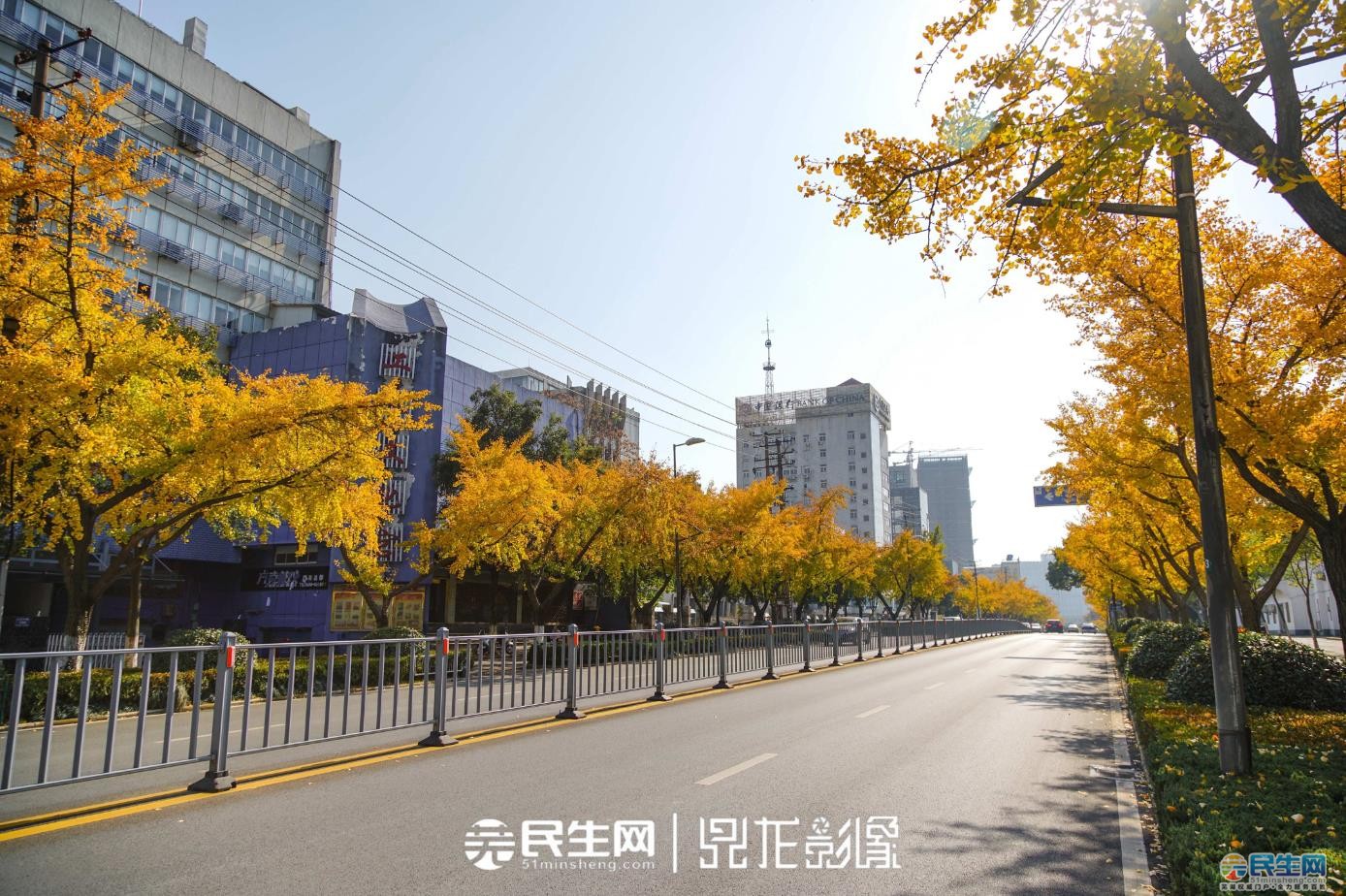 九华中路便着一身黄金甲 贯穿于芜湖主城区 在形色匆忙的路人间
