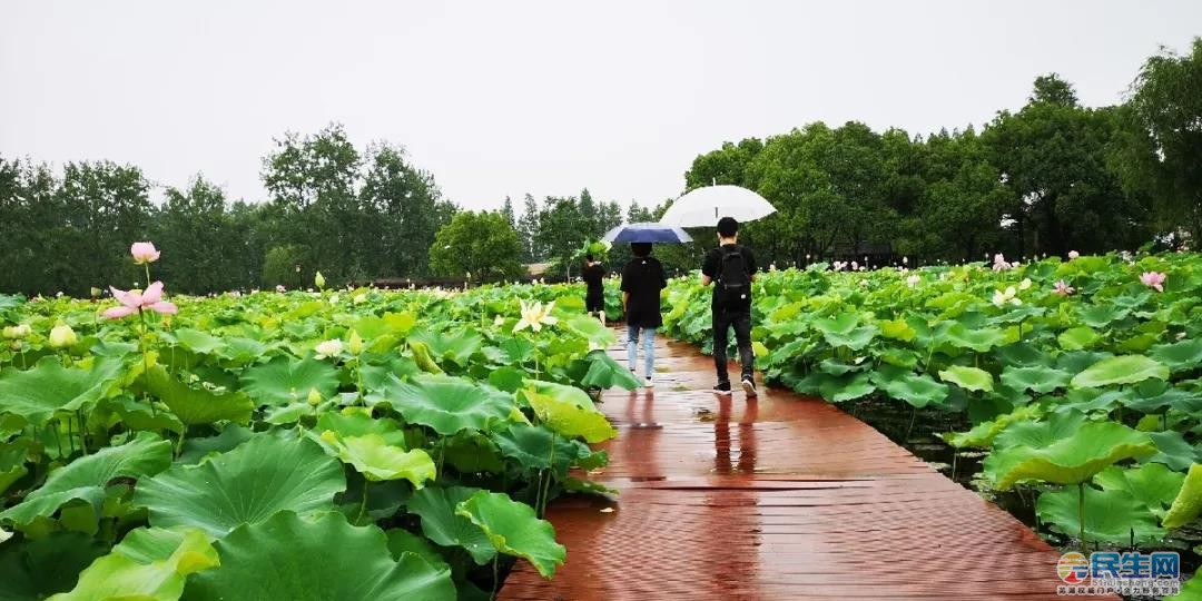 陶辛水韻景區發佈停業公告 近日,蕪湖陶辛水韻景區發佈了