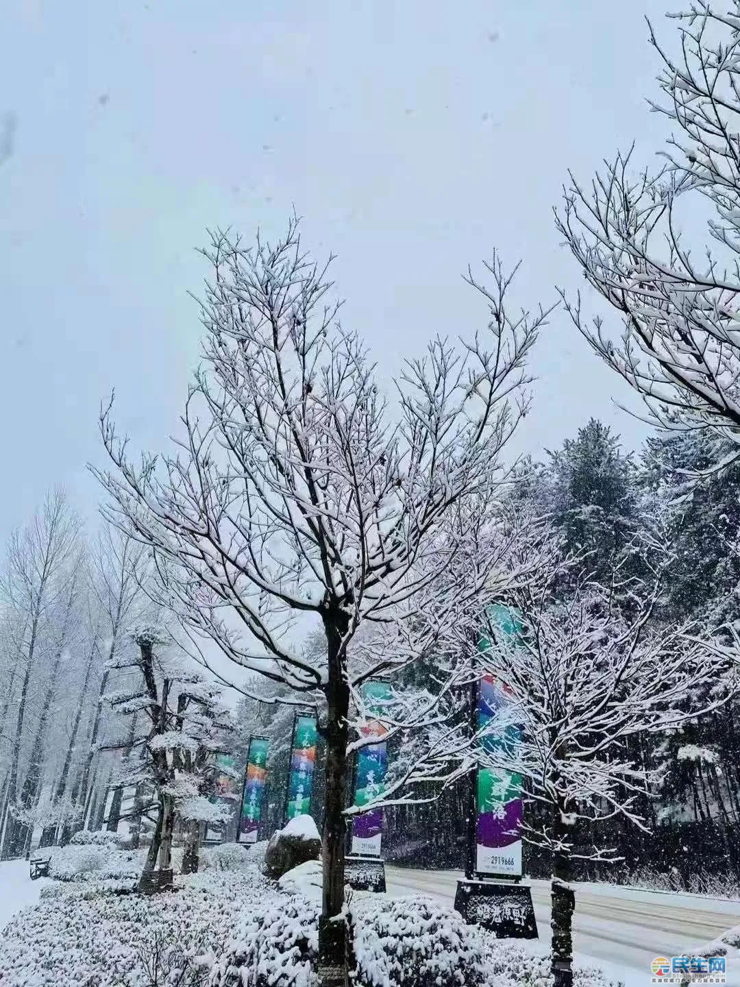 刚刚,安徽隔壁下雪了!3月下起了"桃花雪 全白了无比壮观