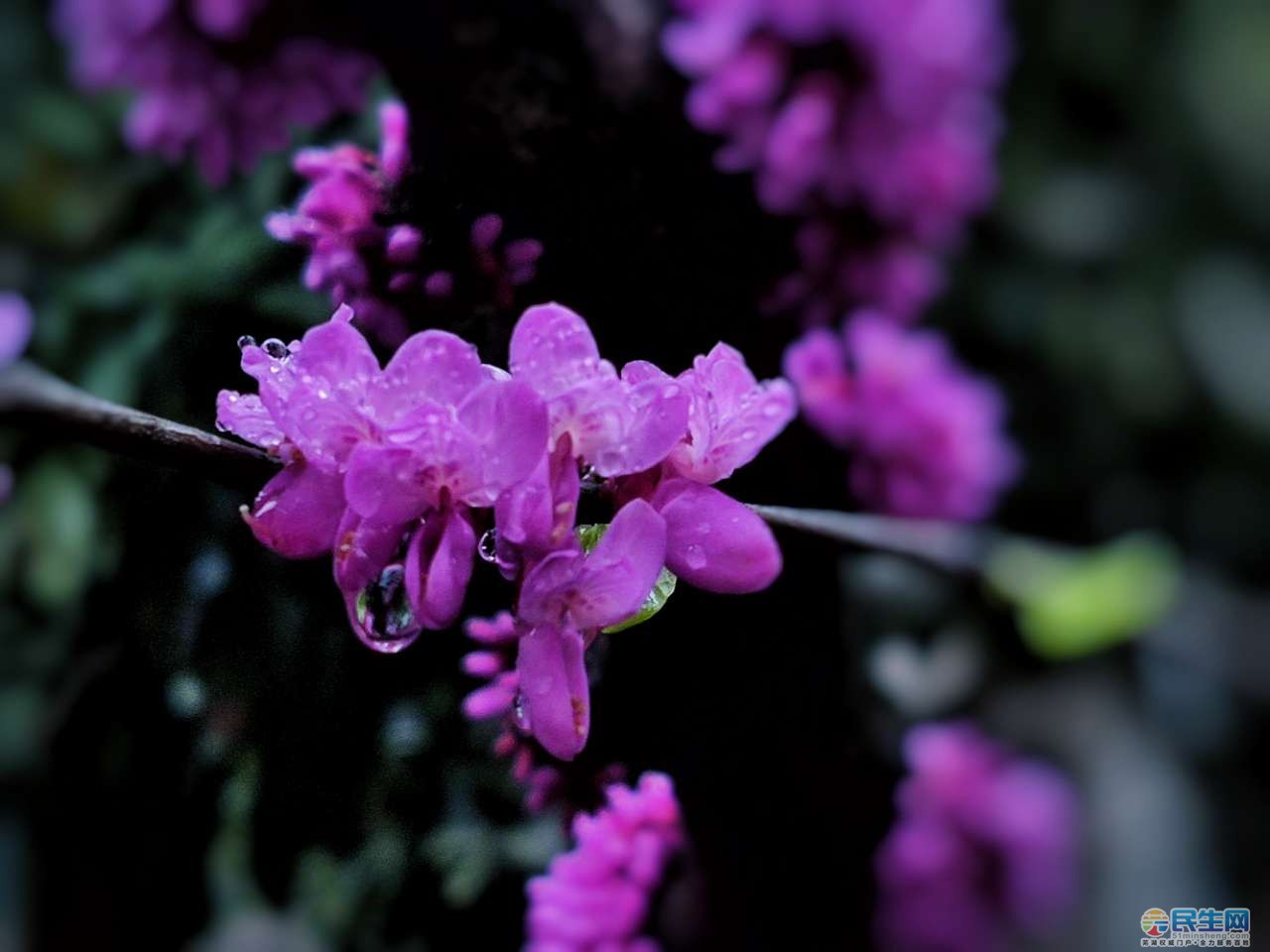 雨中的紫荊花