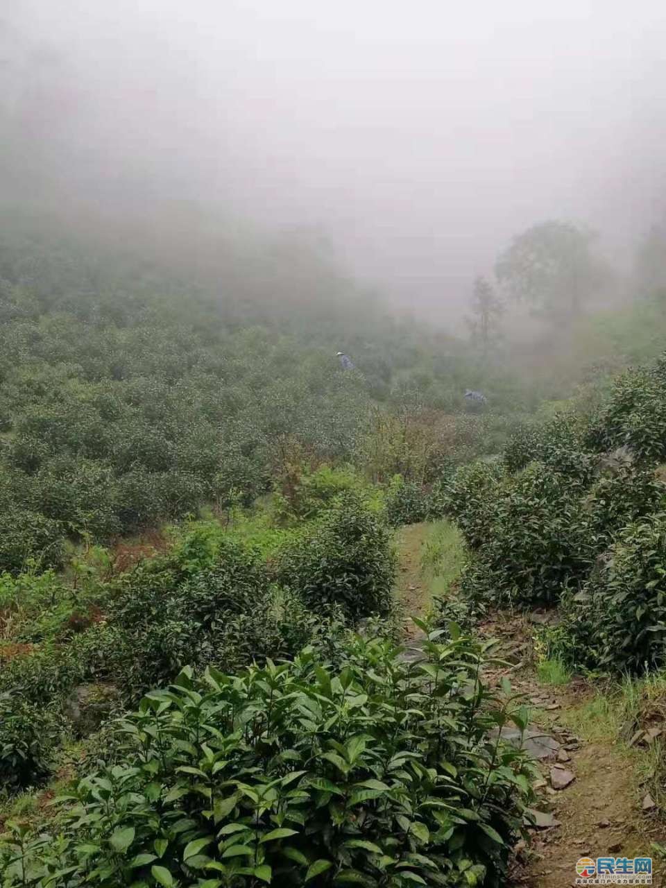 宣城溪口高山茶