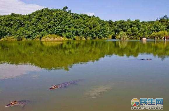 宣城扬子鳄景区图片